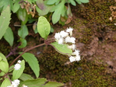 Ageratina riparia image