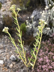 Phylica lasiocarpa