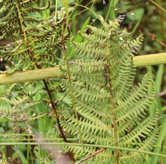 Thelypteris confluens
