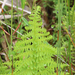 Swamp Fern - Photo (c) Bill Campbell, some rights reserved (CC BY-NC), uploaded by Bill Campbell