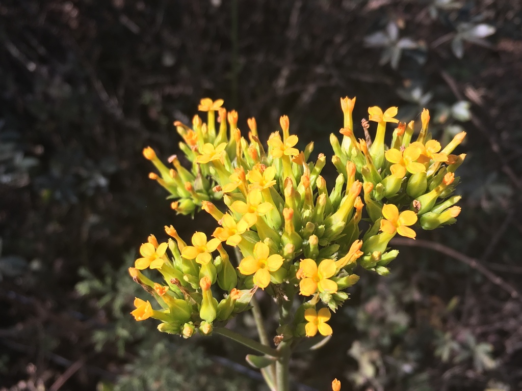 Kalanchoe crenata; photograph author not stated, no rights reserved