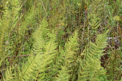 Thelypteris confluens