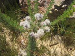 Serruria reflexa