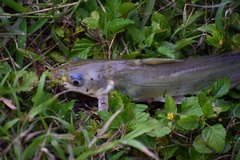 Ictalurus punctatus
