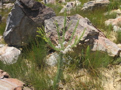 Serruria reflexa