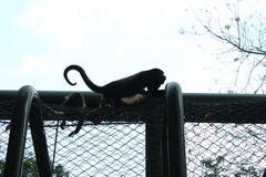Alouatta