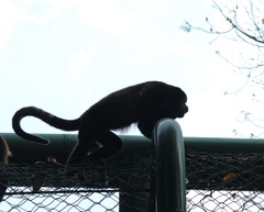 Alouatta