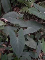 Xanthosoma daguense