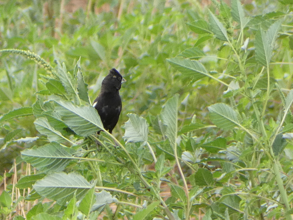 lark-bunting-from-curry-county-nm-usa-on-august-8-2023-at-07-38-am