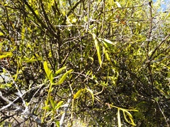 Phoradendron forestierae