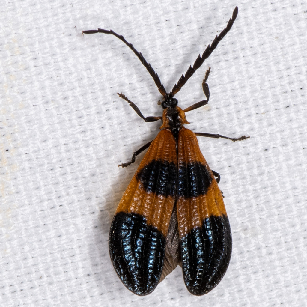 Banded Net-winged Beetle from Allen Acres, Vernon Parish, LA, USA on ...