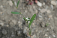 Polygonum douglasii johnstonii