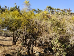 Phoradendron forestierae