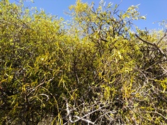 Phoradendron forestierae