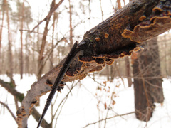 Hydnoporia tabacina image