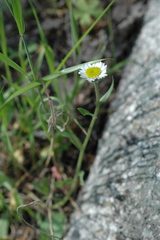 Erigeron jonesii