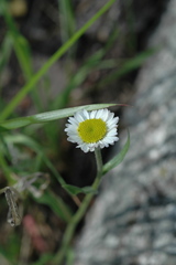 Erigeron jonesii