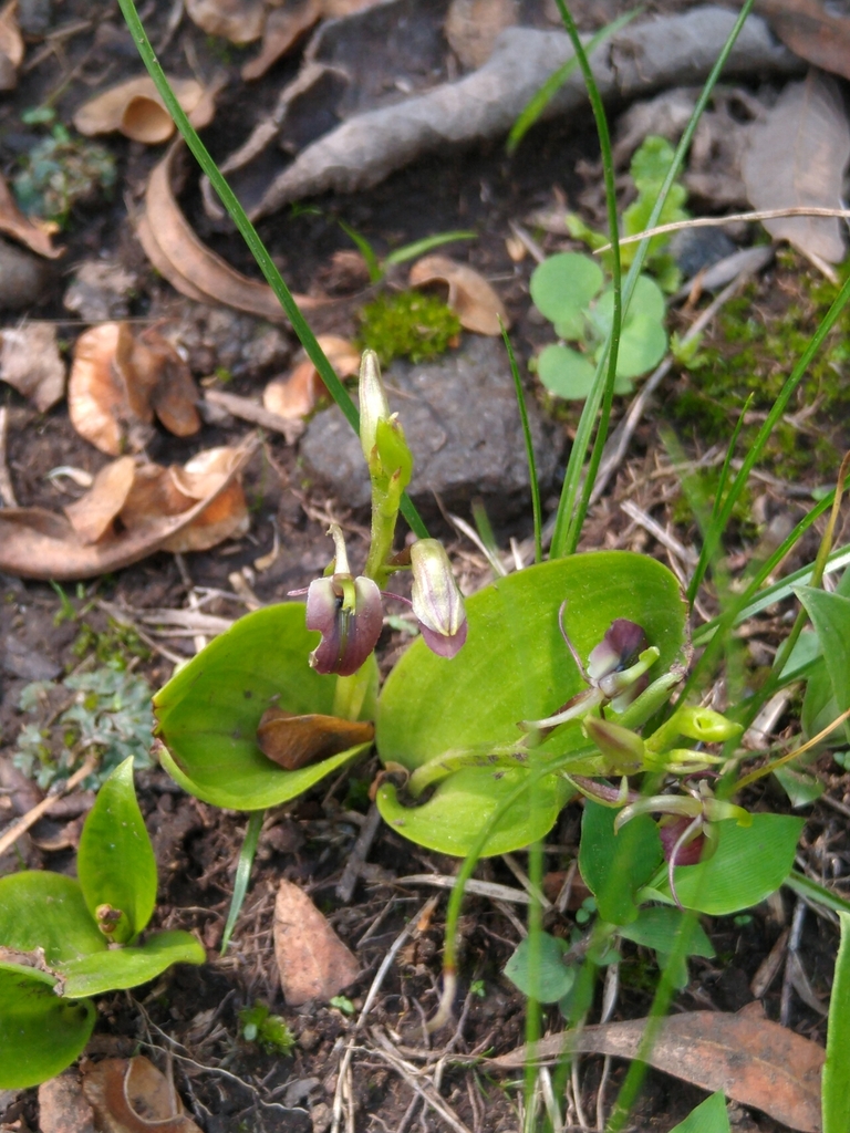 Liparis greenwoodiana