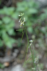 Boechera holboellii