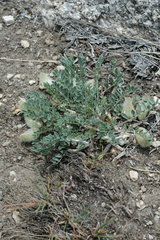 Astragalus piutensis