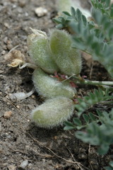 Astragalus piutensis