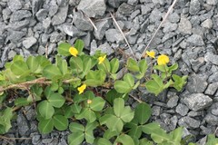 Arachis repens