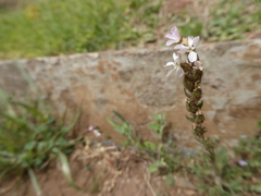 Silene gallica image