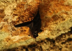 Peropteryx macrotis