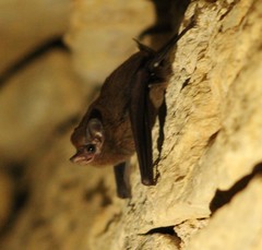 Peropteryx macrotis