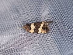 Asthenoptycha