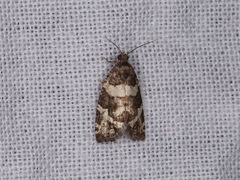 Asthenoptycha