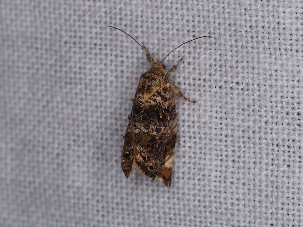 Hypertropha tortriciformis