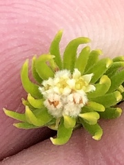 Phylica minutiflora