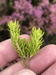 Phylica minutiflora