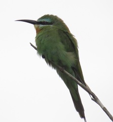 Merops persicus persicus