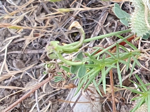 Coronilla minima subsp. lotoides image