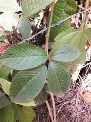 Rubus urticifolius