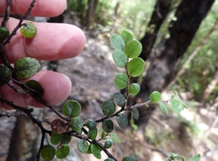 Nothofagus solandri