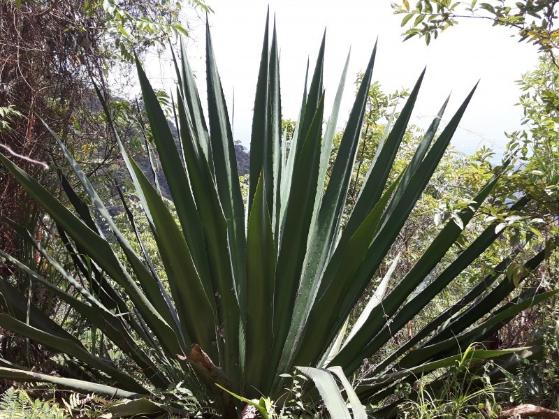 Cabuya