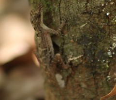 Anolis anisolepis