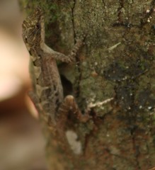 Anolis anisolepis