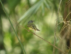 Oncostoma cinereigulare