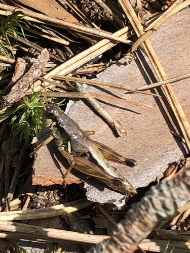 Smith's Short-wing Grasshopper photo 2