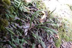 Notogrammitis angustifolia