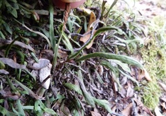 Notogrammitis angustifolia