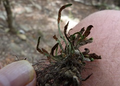 Notogrammitis angustifolia