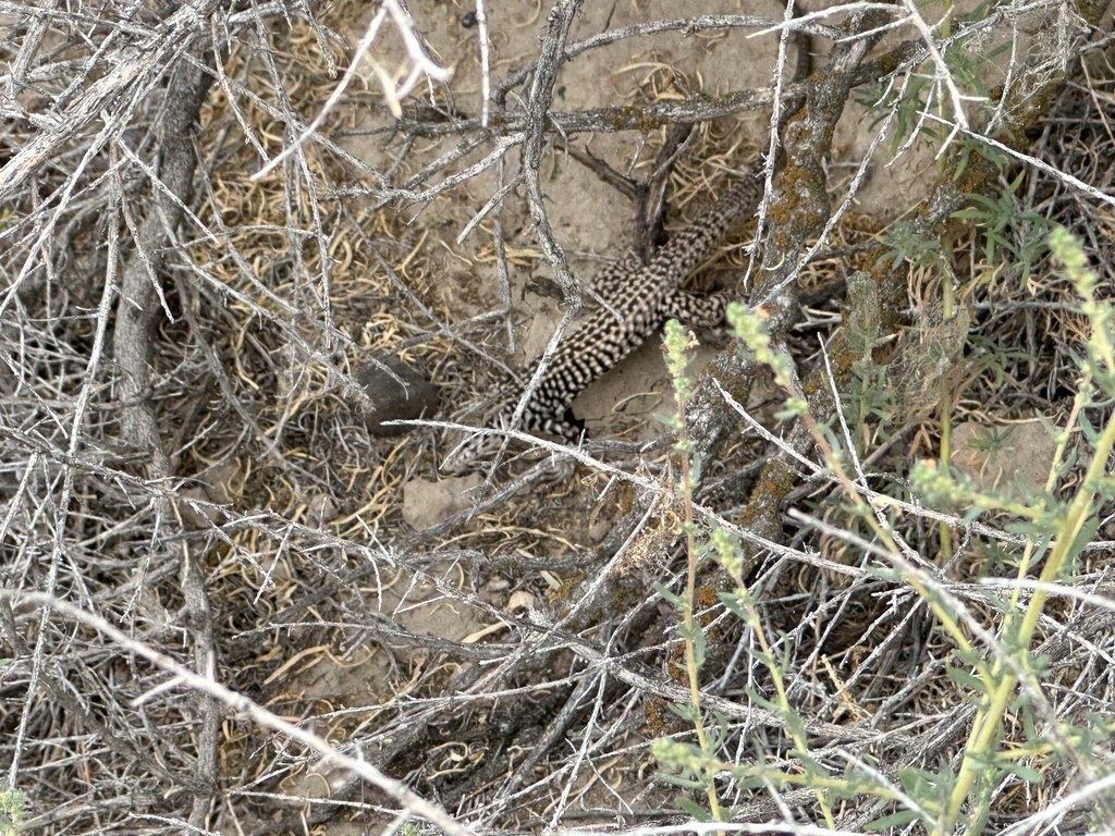 Western Whiptail from Morley Nelson Snake River Birds of Prey, Melba ...