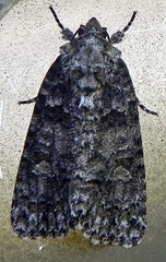 Acronicta increta