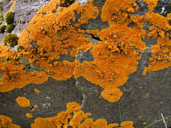 Xanthoria aureola