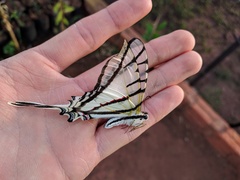 Protesilaus stenodesmus